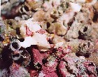 ���ذNo.010