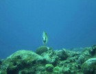 ���ذNo.017