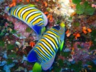 ���ذNo.011